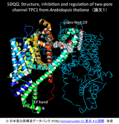 Arabidopsis thaliana の２孔チャネル（TPC）のX線結晶構造