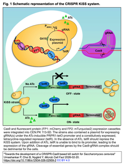 CRISPR-Cas9を基盤とする出芽酵母（S. cerevisiae）のキルスイッチを開発