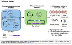 CASTを介して, バキュロウイルスベクターの柔軟かつ高効率な編集法を開発し, PE5maxのオールインワン送達を実現