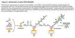 apta-HCR-CRISPR