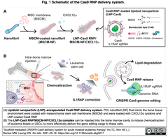 Cas9 RNPの生分解性スキャフォールドへの固定を介して，局所的デリバリーと遺伝子編集の効率を向上