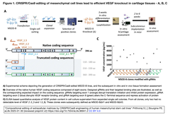 eECM (engineered ECM)：CRISPR/Cas9により細胞外マトリックスを編集する