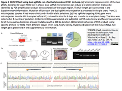 CRISPR-Cas9 microinjection in oocytes 2