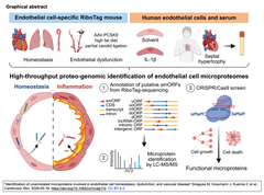 Identification of unannotated microproteins GA