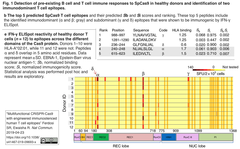 SpCas9 jmmunogenecity