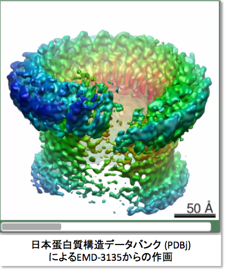 膜侵襲複合体 Mac 形成の構造基盤 Crisp Bio 膜侵襲複合体 Mac 形成の構造基盤 Crisp Bio