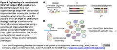 tandem DNA repeats - 2