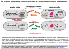 Engineering intercellular communication