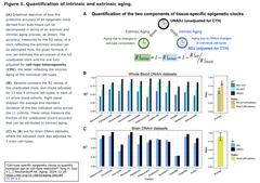 細胞型特異的エピジェネティッククロックによる、細胞型分解能での生物学的年齢の定量化