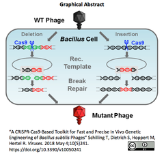 Bacillus subtilis Phages