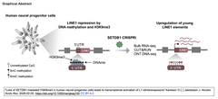 Loss of SETDB1-mediated GA