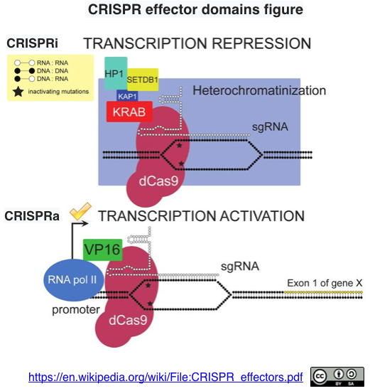 特許公開 クリスパー ガンダム Crispr Gndm によりkras発現が亢進している疾患を治療する Crisp Bio