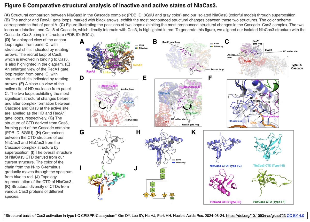 タイプI-C CRISPR-CasシステムにおけるCas3活性化の構造基盤 : crisp_bio