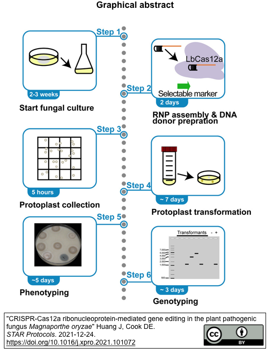 [20230127更新] CRISPR-Cas12a RNPが病原性真菌に誘導するDSBは，遺伝子座に依存する誤りがちな経路で修復される ...