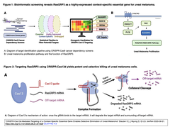 CRISPR-Cas13dを介したコンテクスト特異的な必須遺伝子標的化により, ぶどう膜メラノーマの選択的除去を実現