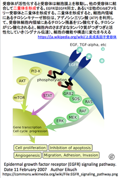アポトーシス促進性ペプチドをEGFR陽性癌細胞に送り込む環状ペプチドを開発