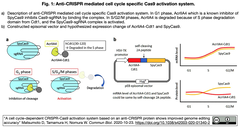 SpyCas9の活性を細胞周期S/G2/M期に限定し、HDRを介した精密編集を実現