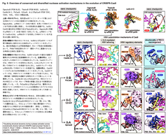 Cryo-EMとHS-AFMを駆使して、Cas9の祖先とされる「IscB」から多様なCas9に至るDNA認識・切断時の構造動態の進化過程を捉えた