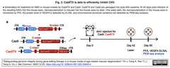 遺伝子編集治療においてゲノムの完全性を確保するCas9改変体 - 加齢黄斑変性症モデルマウスにて実証
