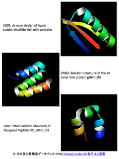 中分子創薬：極めて安定な機能性人工ペプチドde novo 設計と作出