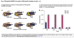 DNA-guided CRISPR–Cas12a 4