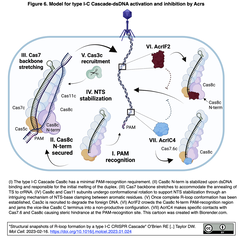 タイプI-C CRISPRカスケードにおけるR-ループ形成の構造的スナップショット