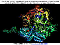 CRISPR/Cas9 R-ループ複合体の構造と機能