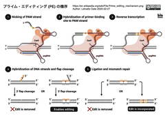 PE mechanism