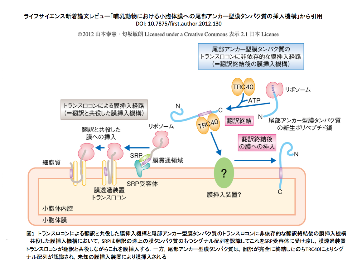 Pdis アラート 尾部アンカー型タンパク質予測システム Tappm の開発 Crisp Bio Pdis アラート 尾部アンカー型タンパク質予測システム Tappm の開発 Crisp Bio