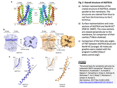 真核生物の多剤・毒性化合物排出（MATE）トランスポーターが異物を排出する構造基盤
