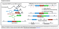 CRISPR/Cas9とrAAVドナーを用いたマウスおよび細胞株における効率的な大規模ノックインとLOCK-seqによるバイアスのない全ゲノム解析