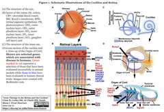 Cochlea and Retina