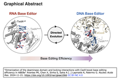 Dimerization of the deaminase domain