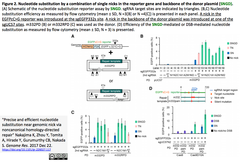 Precise and efficient nucleotide substitution