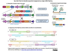Cpf1 crRNA