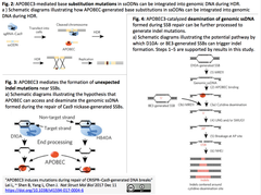 APOBEC3 induces mutations 2