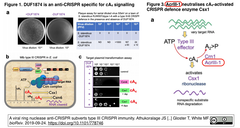 タイプIII CRISPR-Cas獲得免疫応答を阻害するAcrをアーケア・ウイルスから発見