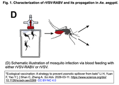 蚊を利用してコウモリにワクチンを接種してみた