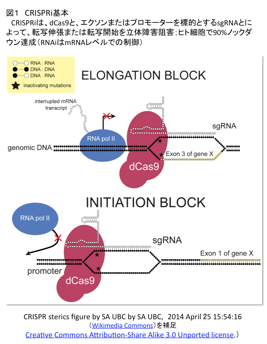 crisp_bio
CRISPR関連文献メモ_2016/03/13(CRISPRiでiPSC遺伝子発現を自在に制御)
コメント