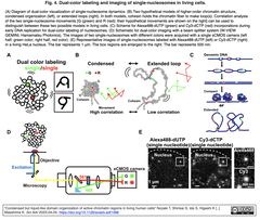 euchromatin 4