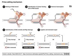 PE mechanism