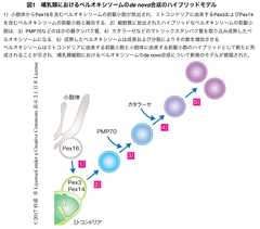 ペルオキシソーム