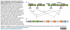 four targeted&nbsp;MDS&nbsp;genes