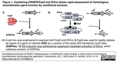 CRISPR:Cas9 and DiCre