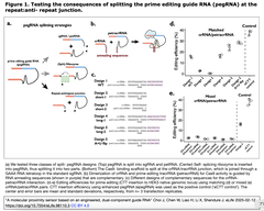 A molecular proximity sensor 1