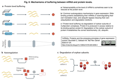 mRNA Proteins 6