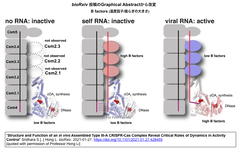 [20220404更新] タイプIII-AシステムのRNA/ssDNA/ssRNA切断活性とエフェクターのダイナミクスの相関
