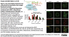  CRISPRメモ_2017/12/31（テロメア動態可視化；標的DNAからのgRNAライブラリー構築など４件）