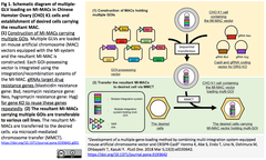 MI-MAC CRISPR-Cas9 -1