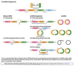 環状RNA生成モデル